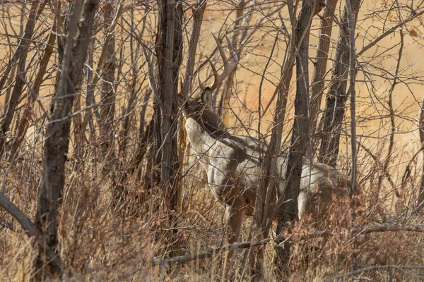 Cervo Bianco Buck Durante Routine Colorado Autunno — Foto Stock