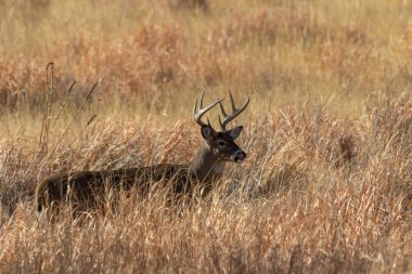 Sonbaharda Colorado 'da monotonluk döneminde bir beyaz kuyruklu geyik.