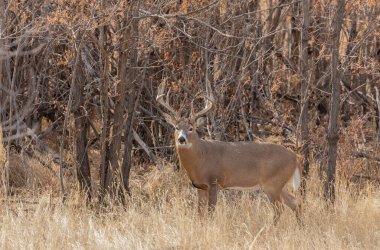 Sonbaharda Colorado 'da monotonluk döneminde bir beyaz kuyruklu geyik.