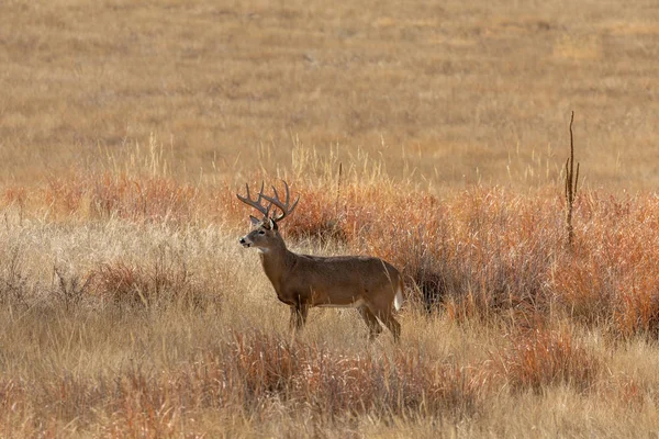 Ein Weißnagel Rehbock Beim Traben Colorado Herbst — Stockfoto