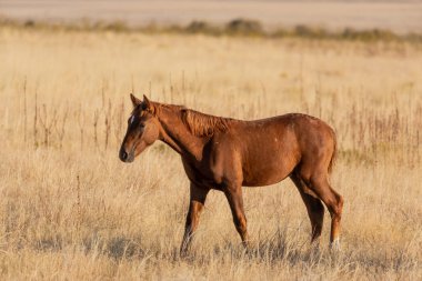 Utah çölünde sonbaharda güzel vahşi bir at.