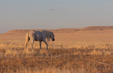 Utah çölünde sonbaharda güzel vahşi bir at.