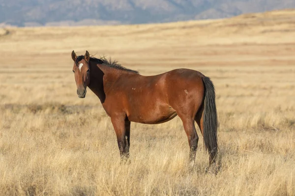 Hermoso Caballo Salvaje Otoño Desierto Utah — Foto de Stock