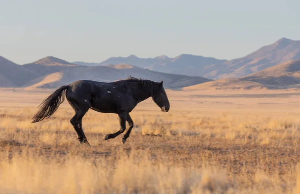 Hermoso Caballo Salvaje Otoño Desierto Utah — Foto de Stock