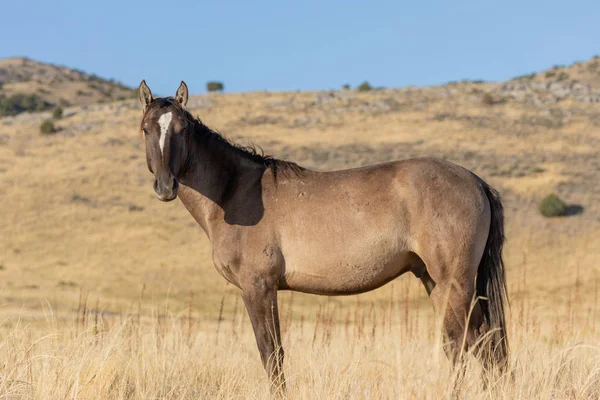 Beautiful Wild Horse Fall Utah Desert — Stock Photo, Image