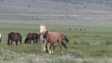 Baharda Utah çölünde vahşi atlar