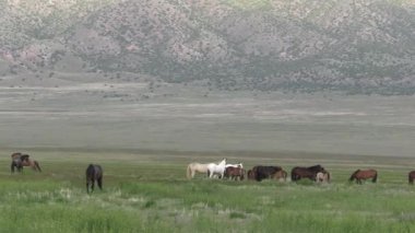 Baharda Utah çölünde vahşi atlar