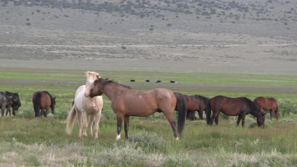 Wild Horses Utah Desert Springtime — Stock Video