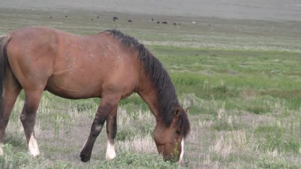Wild Horses Utah Desert Springtime — Stock Video