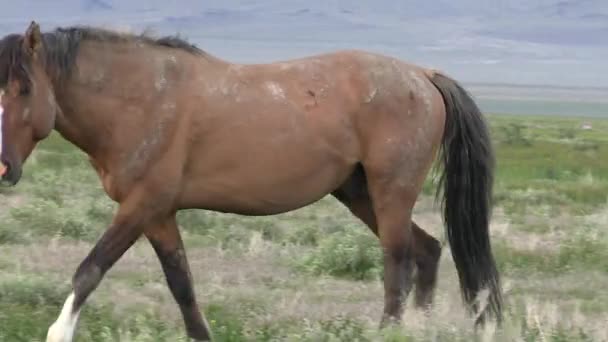 春天犹他州沙漠中的一匹野马 — 图库视频影像