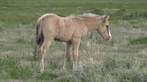 Ein Wildes Pferd Der Wüste Von Utah Frühling — Stockvideo