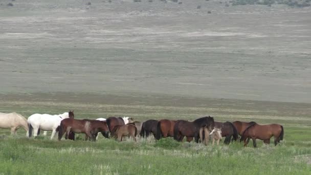 Wild Horses Utah Desert Springtime — Stock Video