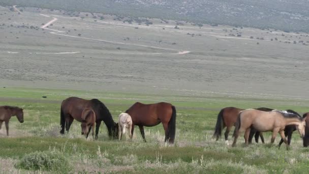 Wilde Paarden Utah Woestijn Lente — Stockvideo