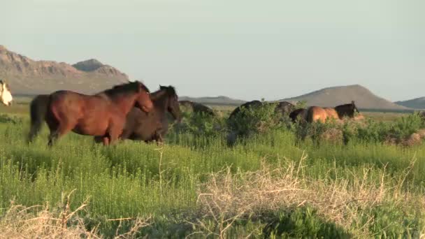 Cavalos Selvagens Deserto Utah Primavera — Vídeo de Stock