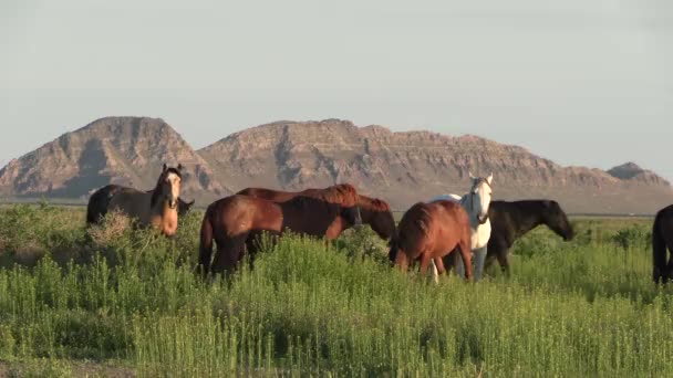 Baharda Utah Çölünde Vahşi Atlar — Stok video