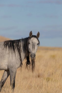 Utah çölünde sonbaharda güzel vahşi bir at.