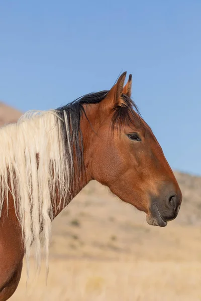 Belo Cavalo Selvagem Outono Deserto Utah — Fotografia de Stock