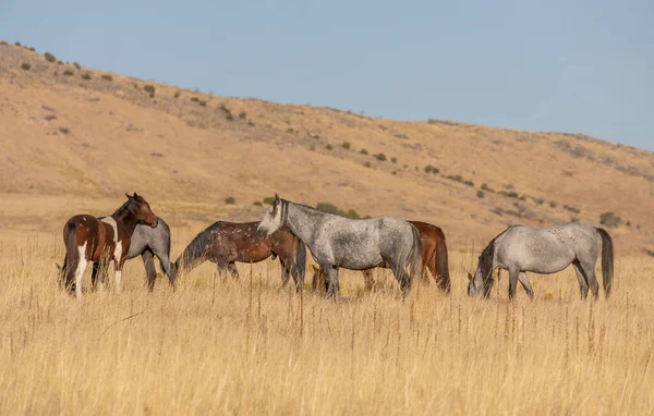 Herd Wild Horses Fall Utah Desert — Stock Photo, Image