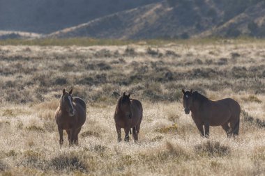Utah çölünde sonbaharda vahşi at sürüsü