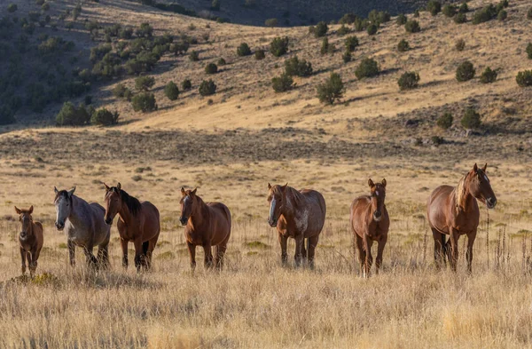 Herd Wild Horses Fall Utah Desert — Stock Photo, Image
