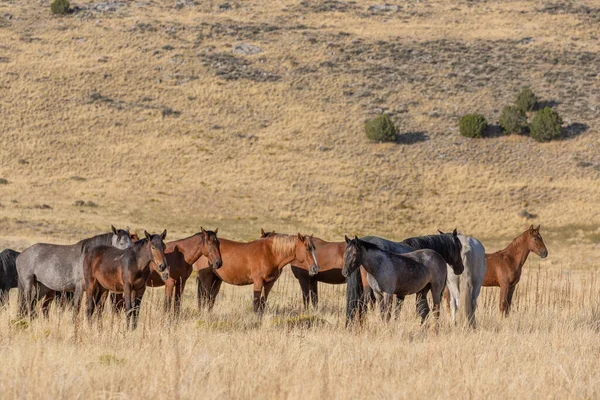 Rebanho Cavalos Selvagens Queda Deserto Utah — Fotografia de Stock