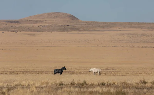 Kudde Wilde Paarden Herfst Utah Woestijn — Stockfoto