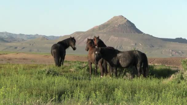 Άγρια Άλογα Την Άνοιξη Στην Έρημο Γιούτα Την Άνοιξη — Αρχείο Βίντεο