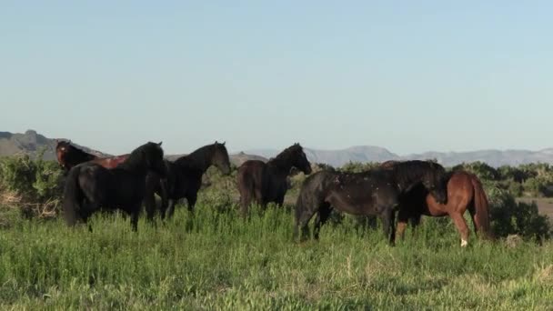 Chevaux Sauvages Printemps Dans Désert Utah Printemps — Video