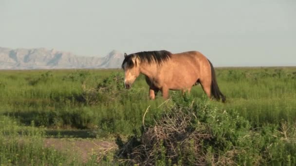 Cavallo Selvatico Primavera Nel Deserto Dello Utah Primavera — Video Stock