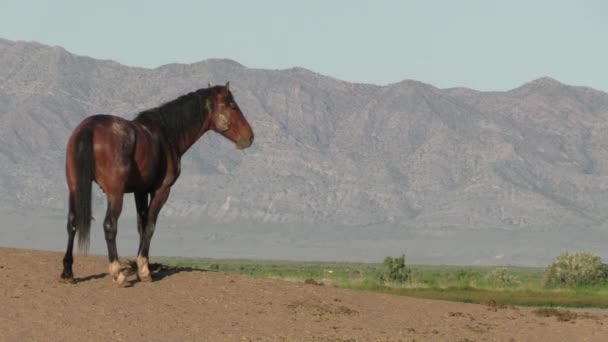 Cavallo Selvatico Primavera Nel Deserto Dello Utah Primavera — Video Stock