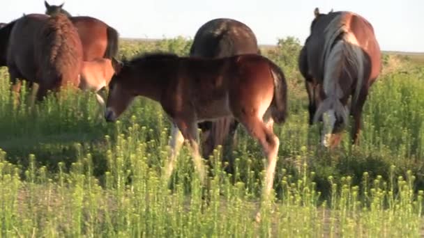 Divoké Koně Jaře Poušti Utah Jaře — Stock video