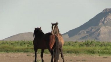 Baharda Utah çölünde ilkbaharda vahşi atlar