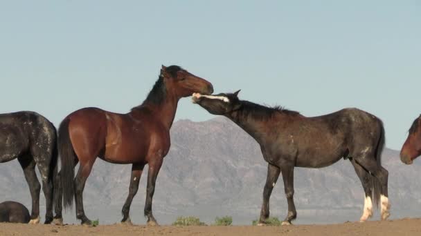 春のユタ砂漠で野生の馬 — ストック動画
