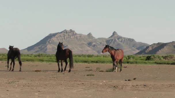 Chevaux Sauvages Printemps Dans Désert Utah Printemps — Video