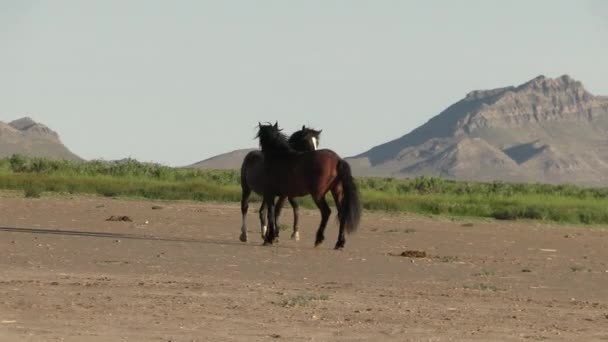 Baharda Utah Çölünde Ilkbaharda Vahşi Atlar — Stok video