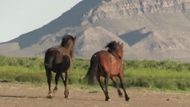 Άγρια Άλογα Την Άνοιξη Στην Έρημο Γιούτα Την Άνοιξη — Αρχείο Βίντεο