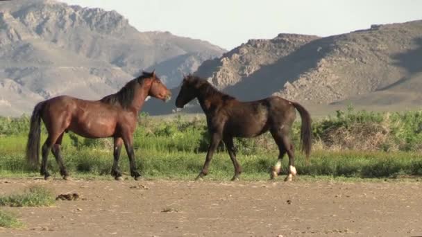 Wild Horses Spring Utah Desert Springtime — Stock Video