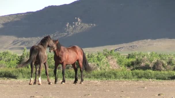 Baharda Utah Çölünde Ilkbaharda Vahşi Atlar — Stok video