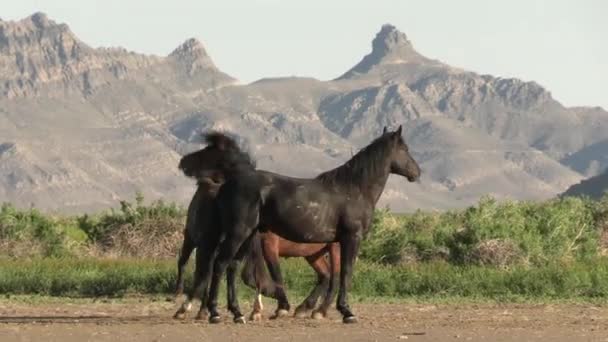 Wilde Paarden Het Voorjaar Utah Woestijn Lente — Stockvideo