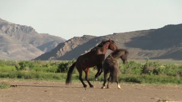 春のユタ砂漠で野生の馬 — ストック動画