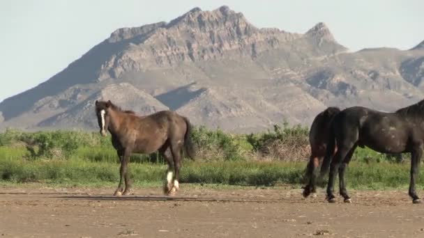 Cavalli Selvatici Primavera Nel Deserto Dello Utah Primavera — Video Stock