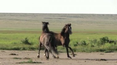 Baharda Utah çölünde ilkbaharda vahşi atlar