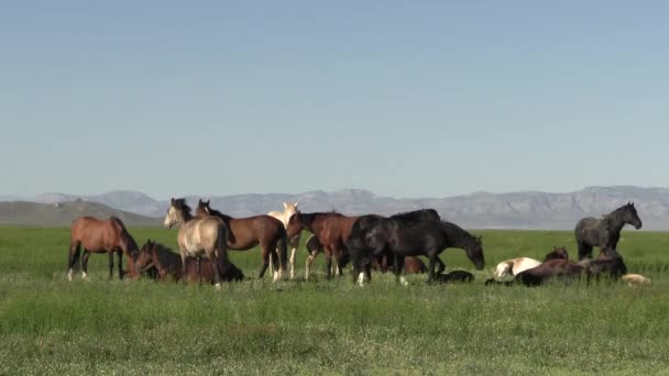Dzikie Konie Wiosną Pustyni Utah Wiosną — Wideo stockowe