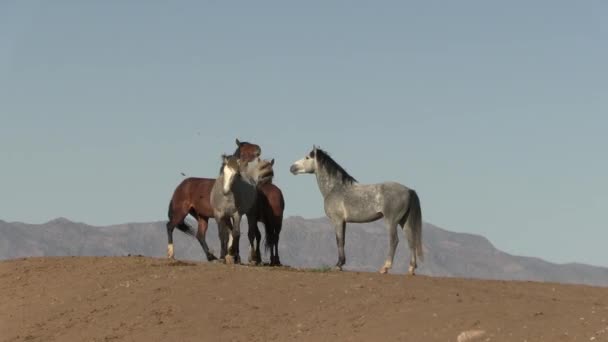 Дикие Лошади Весной Пустыне Юта Весной — стоковое видео