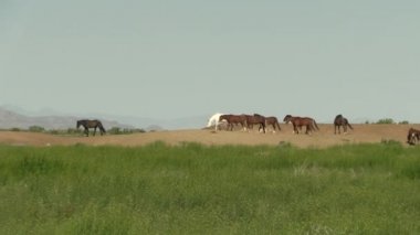Baharda Utah çölünde vahşi atlar