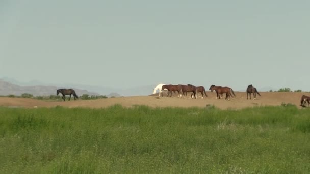 chevaux sauvages dans le désert de l'Utah au printemps