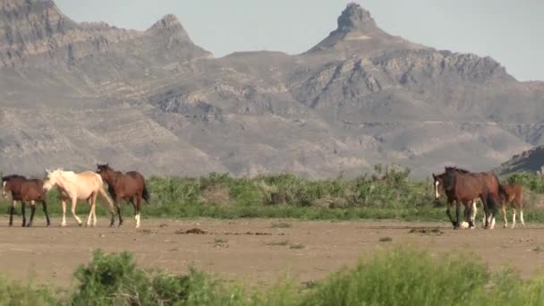 Wild Horses Utah Desert Spring — Stock Video