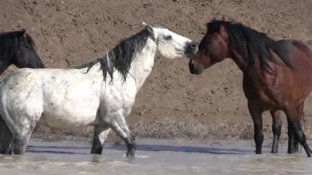 犹他州沙漠中的野马 — 图库视频影像