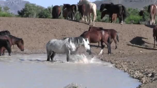 Cavalos Selvagens Deserto Utah Primavera — Vídeo de Stock