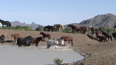 Baharda Utah çölünde vahşi atlar